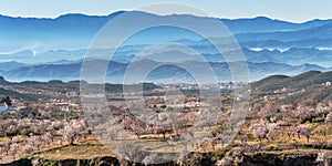 View of a Field of Almond Trees