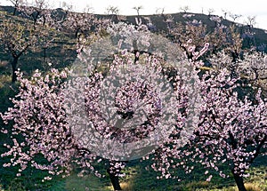 View of a Field of Almond Trees