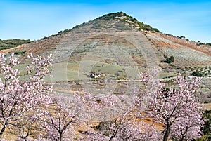 View of a Field of Almond Trees