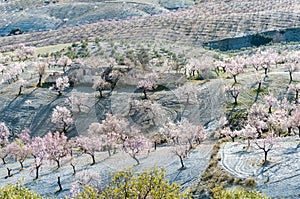View of a Field of Almond Trees