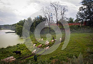 View of the field of Bogolyubovo, Vladimir. Shepherds graze cows in the fog