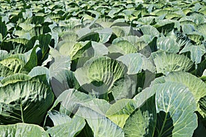 View on field with countles white cabbage plants with green leaves - Germany