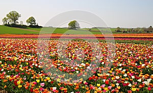 View on field with countless colorful  tulips of german cultivation farm, Grevenbroich, Germany