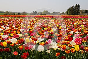 View on field with countless colorful  tulips of german cultivation farm, Grevenbroich, Germany