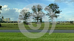 A view of a field with cows from a car window