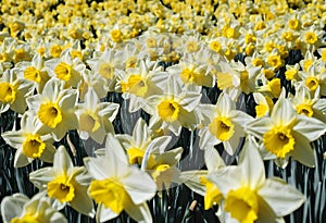A view of a Field of Daffodils