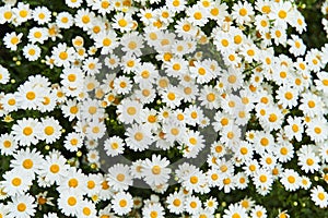 View of the field of daisies. Chamomile background picture.