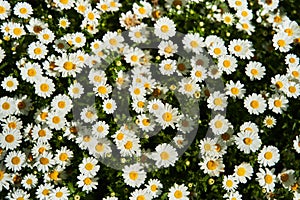 View of the field of daisies. Chamomile background picture.