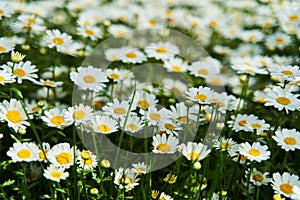 View of the field of daisies. Chamomile background picture.