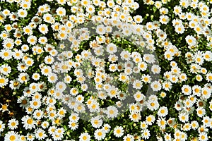 View of the field of daisies. Chamomile background picture.