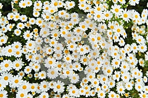 View of the field of daisies. Chamomile background picture.