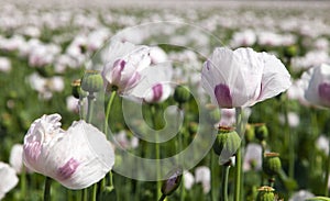 View of field of flowering opium poppy papaver somniferum