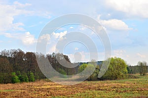 View of a field with green vegetation in the background of a forest with pines and firs