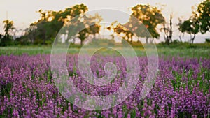 View of field of large blooming of lavender flowers. Lavender flowers summer sunset. Sun`s rays are purple plant