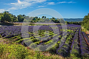 View of field of lavender flowers under sunny sky, near the village of Roussillon.