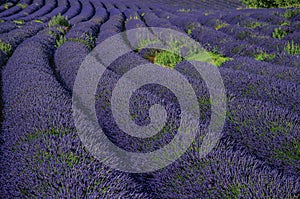 View of field of lavender flowers under sunny sky, near the village of Roussillon.