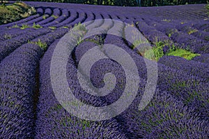 View of field of lavender flowers under sunny sky, near the village of Roussillon.