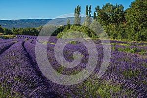 View of field of lavender flowers under sunny sky, near the village of Roussillon.