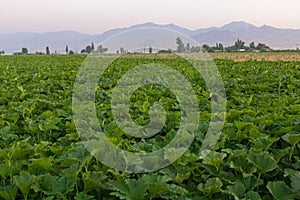 View of a field near Hamadan, Ir