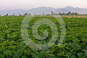 View of a field near Hamadan, Ir photo
