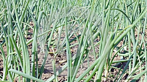 View of a field with ripening green onions. Onion field. Onion ripe plants growing in the field, close-up