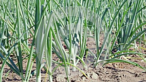 View of a field with ripening green onions. Onion field. Onion ripe plants growing in the field, close-up