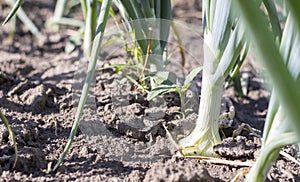 View of a field with ripening green onions. Onion field. Onion ripe plants growing in the field, close-up. Field onion ripening in