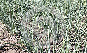 View of a field with ripening green onions. Onion field. Onion ripe plants growing in the field, close-up. Field onion ripening in