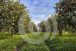 A view of a field of Sicilian Orange Trees