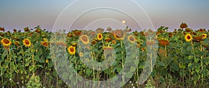 View of a field of sunflowers in the early morning.