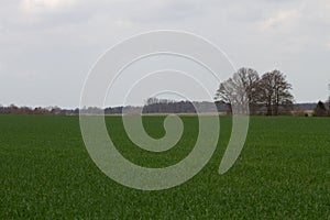 View on a field with trees in the horizon in rhede emsland germany