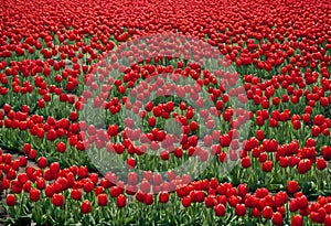 A view of a field of Tulips