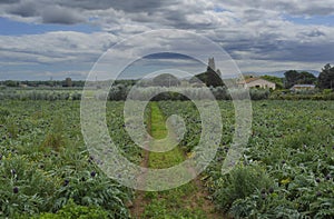 View of a field of Tuscan violet artichoke (Cynara scolymus) typical of Tuscany Italy