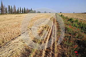 View on field whereupon harvest