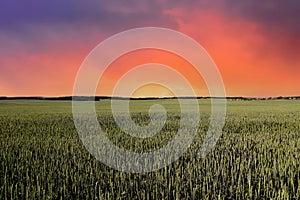 View on field with young green wheat crop on sunset background. Farm concept, production of flour, bread and bakery products.