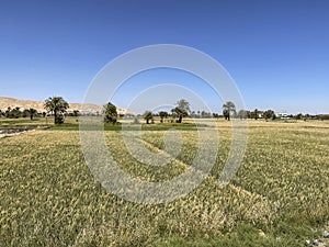 Crop fields on the banks of the Nile, Egypt