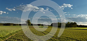 View of fields with grain