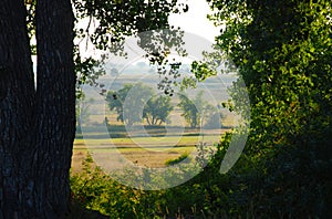 View of Fields and Prairie Through Trees