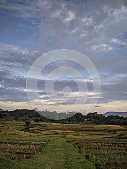 View in the filed as a farmer at the evening, with beautiful sky swales Ricefield