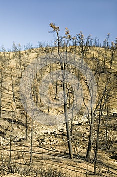 View of fire damage from Day Fire, 2006, along Lockwood Valley Road (near Pine Mnt. and Frazier Park) in Las Padres National Fores