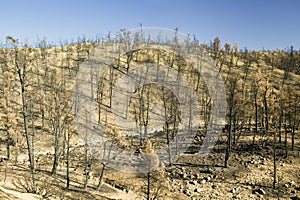 View of fire damage from Day Fire, 2006, along Lockwood Valley Road (near Pine Mnt. and Frazier Park) in Las Padres National Fores