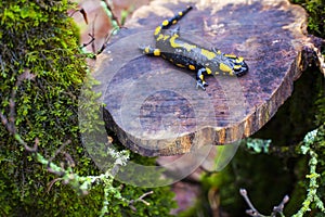 The fire salamander photo