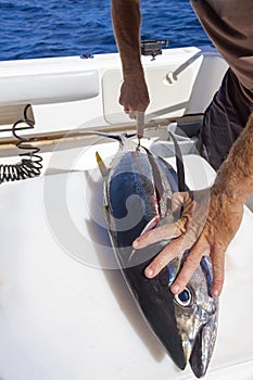 View of  fisherman`s hands and knife when cutting yellowfin tuna on board  yacht at sea