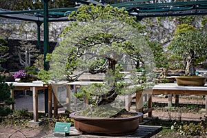 view of a five needle pine in a botanic garden