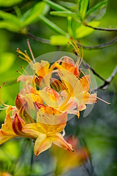 View of Flame Azalea Flowers