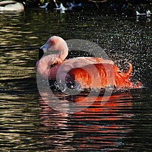 A view of a Flamingo