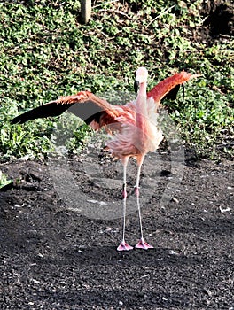 A view of a Flamingo