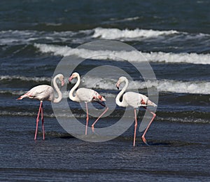 A view of flamingo birds