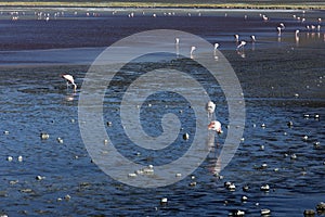 A view of flamingoes at lagoon