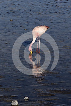 A view of flamingoes at lagoon